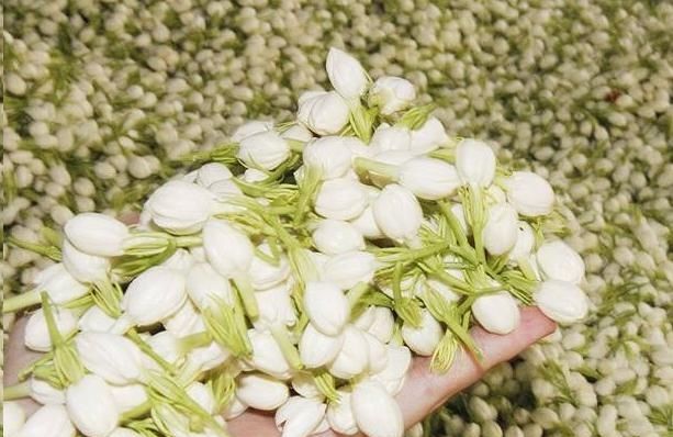  『药用价值』阳台上就这种这些可以吃的花卉，看好好养还好吃！