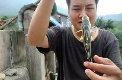  花身：这鱼沿海地区叫它“花身鸡鱼”体侧有3条成弓状的黑色纵带