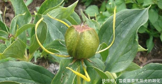 农村最贵的农作物，一斤卖1000，但是越贵农民却越不敢种！