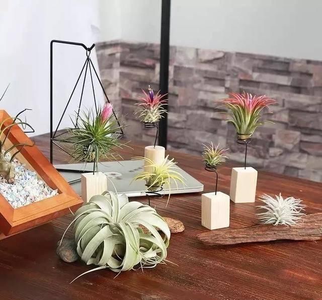  养活：这五种花号称“死不了”，植物杀手都能养活，你家有几种？