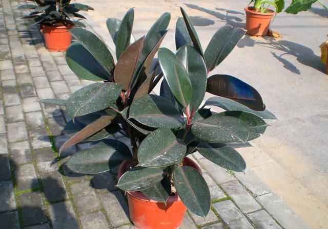  『适合』有哪几种植物适合在光线不好的家里养护