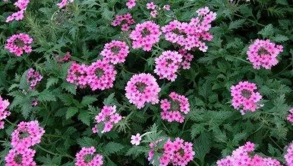  家里|5种“草花”，株形小，好管理，养在家里很合适