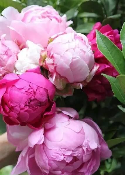  『代表着』花友选出了自己认为最美的50种花