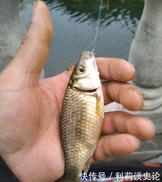 #把它放生#海淀区昆玉河,鲫鱼开口,送你钓小鱼攻略