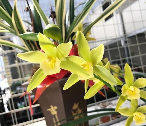  值得■此花，比翡翠还要绿，花色多变，香味持久，养殖简单，值得入手