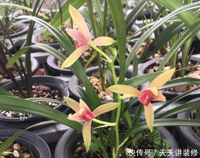  「长旺」养兰花，要这样“佛系养护”，才能长旺开花