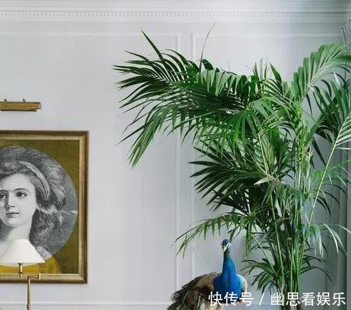  「常给叶片喷」客厅养花，选这几种的都是聪明人，时尚大气，旺人又聚财