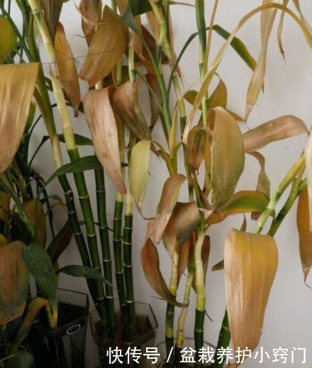 富贵竹叶子发黄怎么救已有根 t017f6167163f6f8dce.png?size=440x519