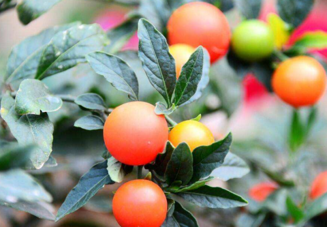  果实@农村一种“四季果”，果实光滑鲜艳，农民当害草，却是高价