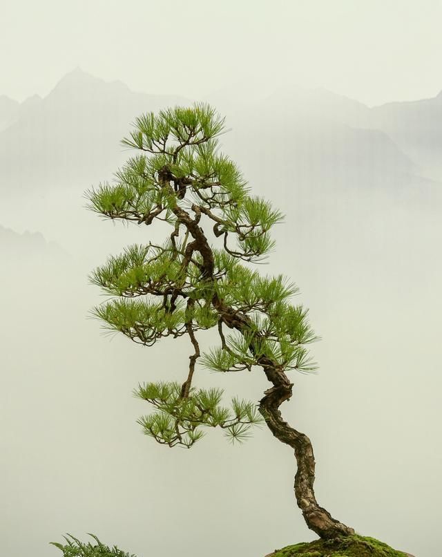 都说养盆景，却何尝不是盆景养人呢——记首届浙江杯盆景艺术展