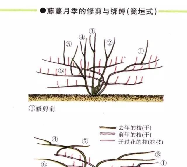  爆满■藤本月季施术秘籍，这样造型年年开花爆满园！