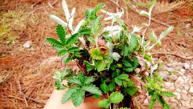  [鸡腿]人称“鸡腿儿”，价值堪比人参，1斤40元亩产1万元农民为