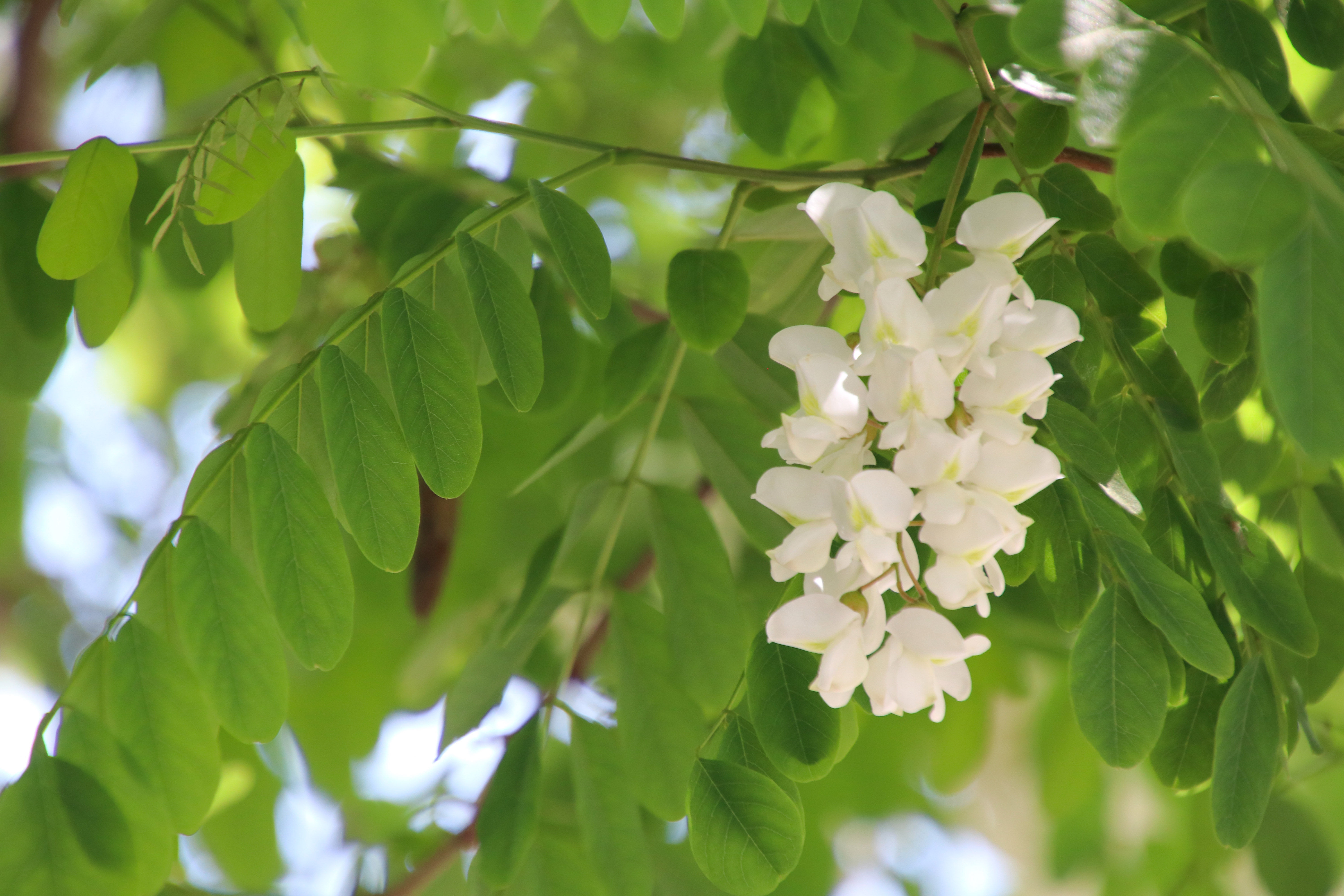 来沂蒙山，我“养”你啊