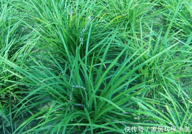  麦冬草@野外有一种草叫“麦冬草”，养在花园绿化环境，大白根更是价值高