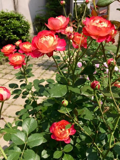 #家里#4种盆栽花卉,放家里贼好看,好养易爆盆,给点阳光就疯狂开花