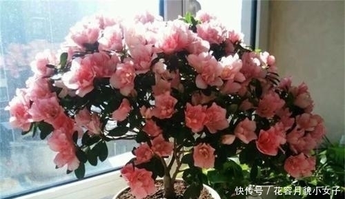万能|什么腐叶土都不如这种土,它才是养花的万能土,养啥都旺盛