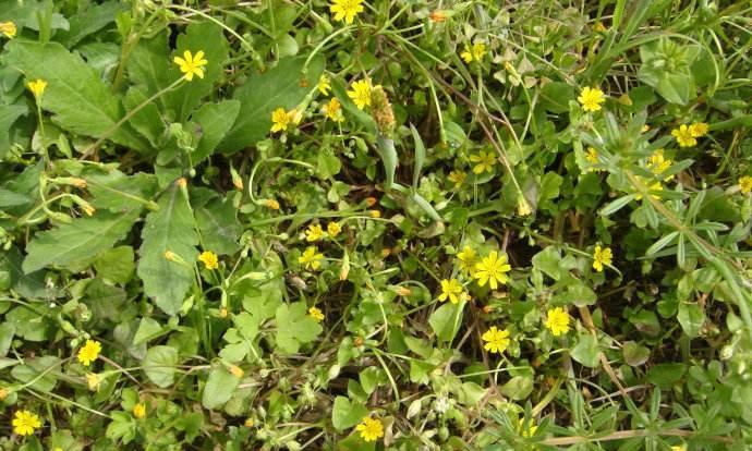 农民当杂草拔了的草，一斤卖一千多，遇到可别无视了！