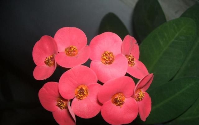 「刺梅」虎刺梅四季开花,花杆上却布满了尖刺,真心喜欢要小心养护