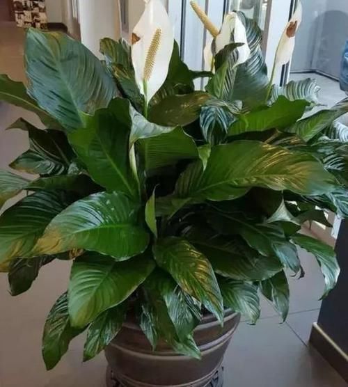  「家里」除甲醛、防雾霾的4种花，家里养2盆，空气清新，比啥都强！