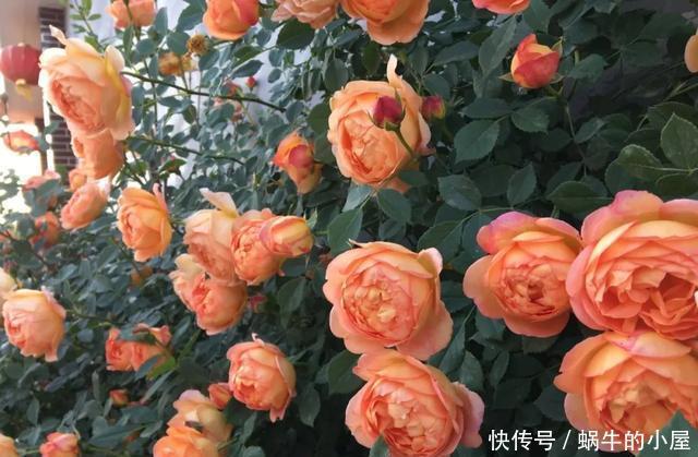  到防盗@这4种花种在墙根，爬成防盗墙，花美刺多保安全