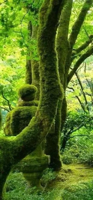  「遗失在」它是遗失在人间的一抹绿色