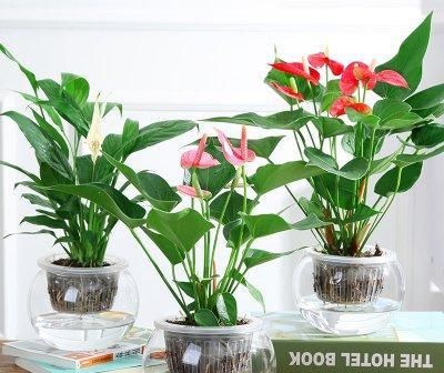  「家里」3种花，名字很“吉利”，最适合养家里，心情好，日子顺