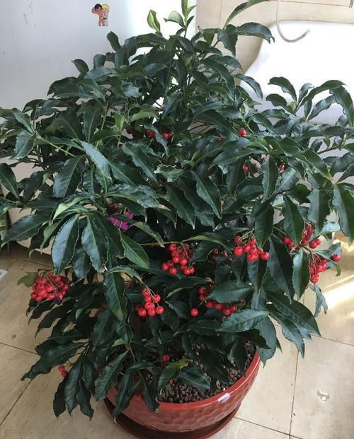  #牡丹#喜欢牡丹，不如试试“珍稀菊花”冰盘托桂，似金球银玉，美丽端庄