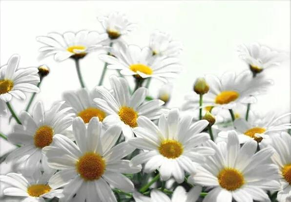 丝域养发头皮卸妆居家新品上市，拒绝头皮敏感