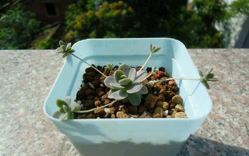  「毛病」多肉植物这样浇水,养20年都没毛病!