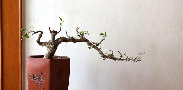 #三角梅#三角梅怎么修剪？记住“1点”，开花更多，枝繁叶茂，蹭蹭开爆盆