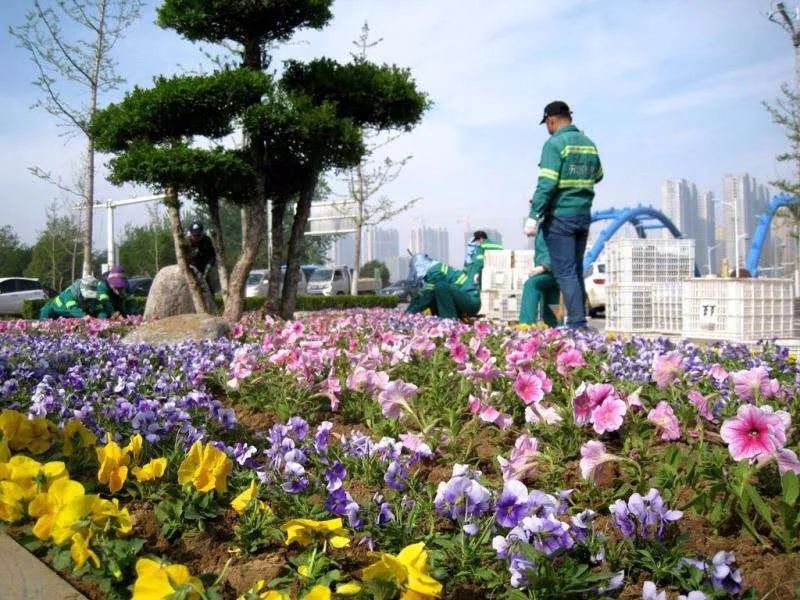  【簇拥】菏泽：鲜花簇拥牡丹城