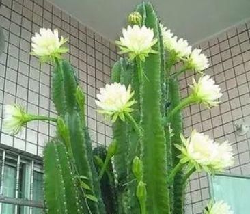  「甲醛」这“3种”绿植可以长到2米高，客厅养1盆，不仅威武还能吸甲醛！