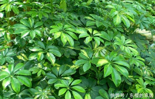  扦插|家中养鹅掌柴，注意几个细节，叶子浓绿，长得旺
