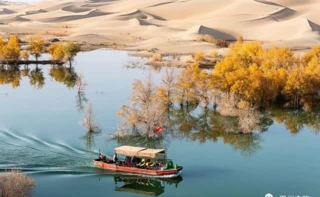 大美新疆，上眼胡杨