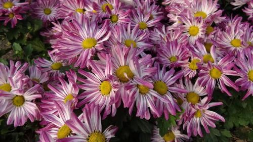 『色彩』喜欢菊花,就养盆“欧洲小米菊”色彩糖果,似黄色糖粒,赏心悦目