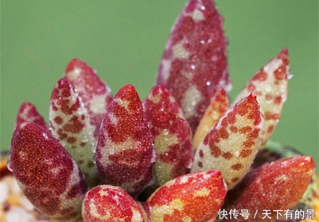  「天章」3种景天科天章属的多肉，个个美的奇特，萌态可掬