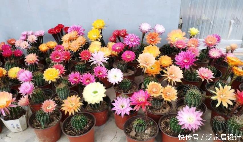 漂亮@“仙人球”开出漂亮花,养对方法才行,养不对,一辈子不开花!