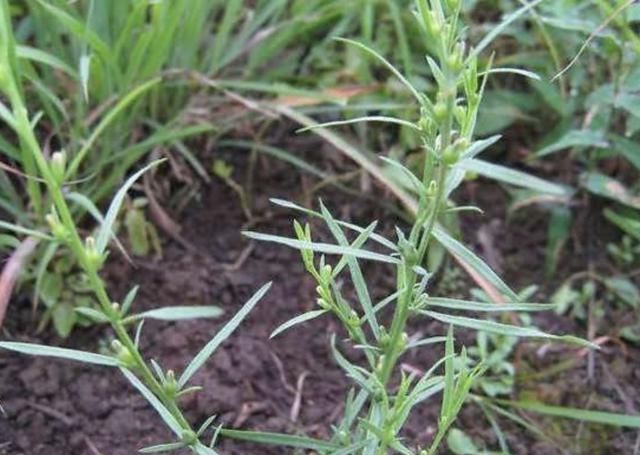  别称■1种杂草有“20厘米高”，人称“百蕊草”，采摘晾干，1斤3