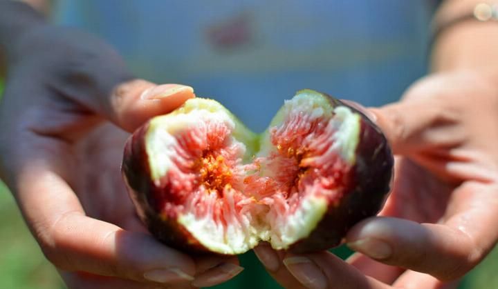 这种水果在农村很普遍，烂了才有人摘，在城市卖30元1斤还要抢！