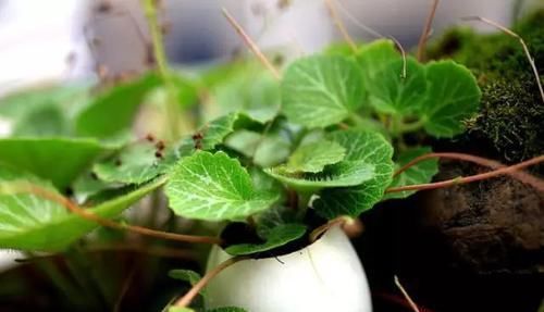  『常见』30种 · 野外常见植物，你叫啥？
