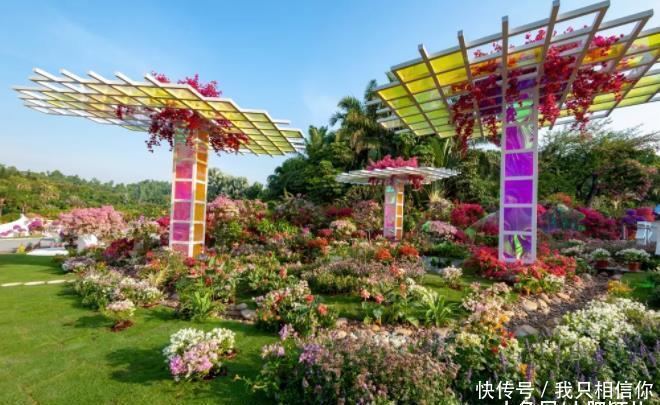 深圳城中最盛大花展,缤纷梦幻簕杜鹃花,犹如欧式花园