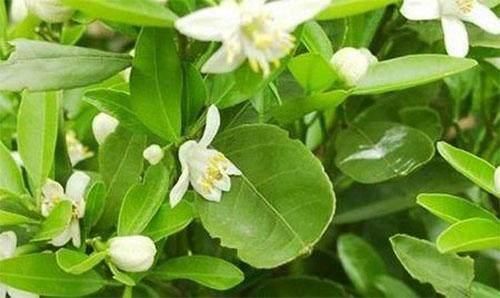 脸上长期有4表现，对不起，螨虫在你毛孔中做窝，交配繁殖下一代