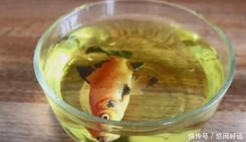 奇葩:红牛到底有多厉害?男子把金鱼放进去测试,还有更奇葩实验