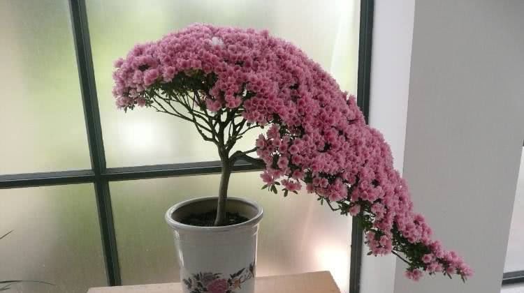 『牢记』杜鹃花黄叶?牢记这3点,再吸一点“它”,叶片越来越翠绿