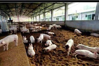  「猪栏」请问现在如何好好盖住农村养猪带？