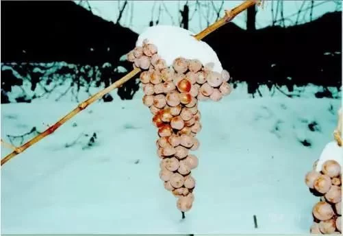 冰酒