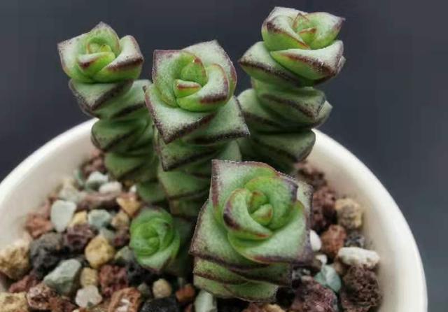  「种子」不能出门买花怎么办？就用几种方法，几个月后一样花繁叶茂