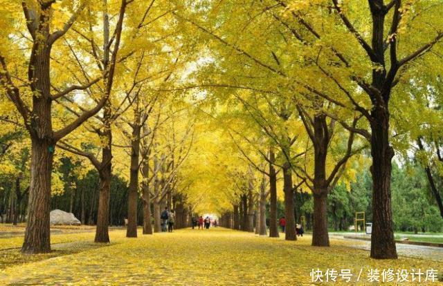 路边|路边1种“绿化树”,叶片似“黄金扇”,树上全是宝贝,可珍贵了