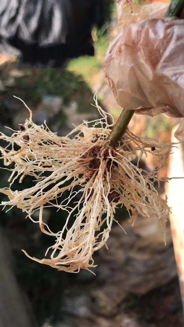  #花草#栽种花草时，先用生根粉还是先用多菌灵？搞清原理，谁先谁后不难