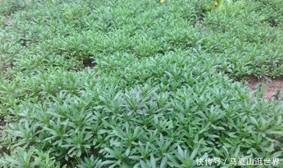  #种植#一次种植能收割二十年，亩产几万元，究竟是致富项目还是